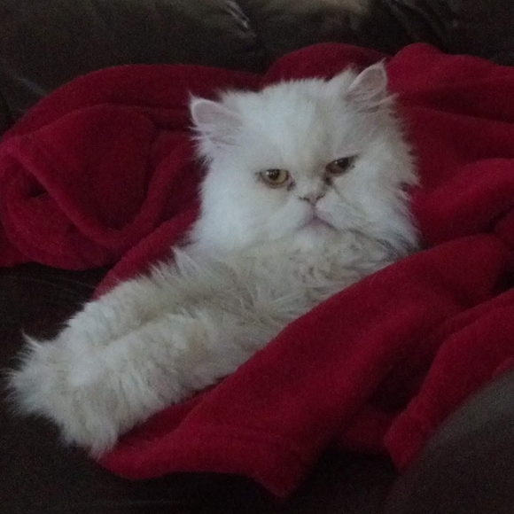 😻 Meet Your Posher's Cats! 😻 - Picture 13 of 15